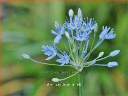 Allium caeruleum