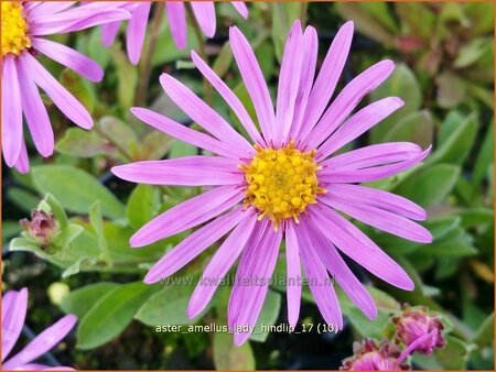 Aster amellus &#39;Lady Hindlip&#39;