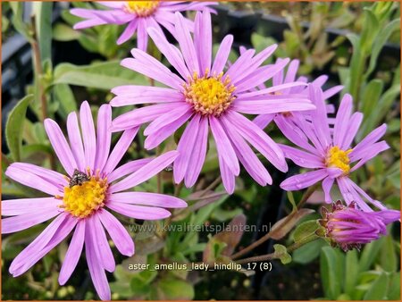 Aster amellus &#39;Lady Hindlip&#39;