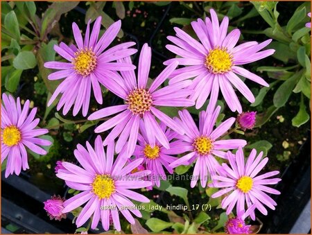 Aster amellus &#39;Lady Hindlip&#39;