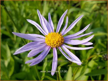 Aster koraiensis