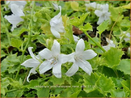 Campanula poscharskyana &#39;Nana Alba&#39;