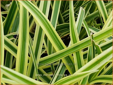 Carex morrowii &#39;Vanilla Ice&#39;