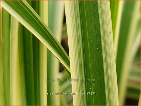 Carex morrowii &#39;Vanilla Ice&#39;