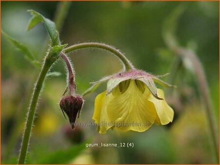 Geum &#39;Lisanne&#39;