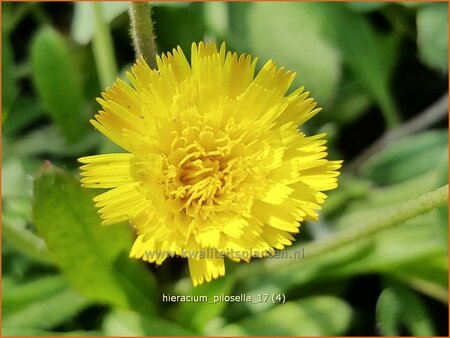 Hieracium pilosella