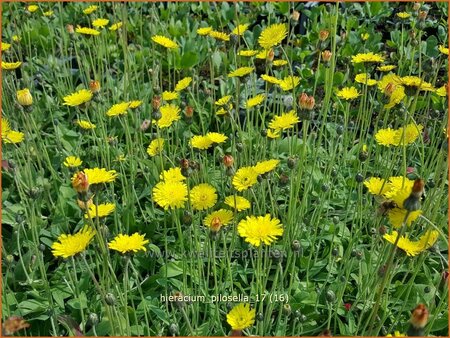 Hieracium pilosella