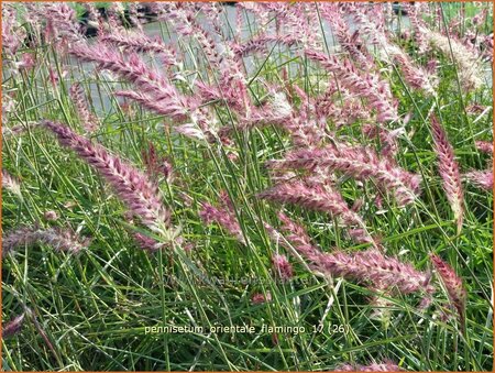 Pennisetum orientale &#39;Flamingo&#39;