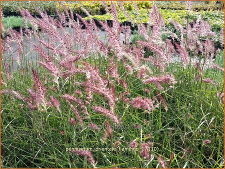 Pennisetum orientale &#39;Flamingo&#39;