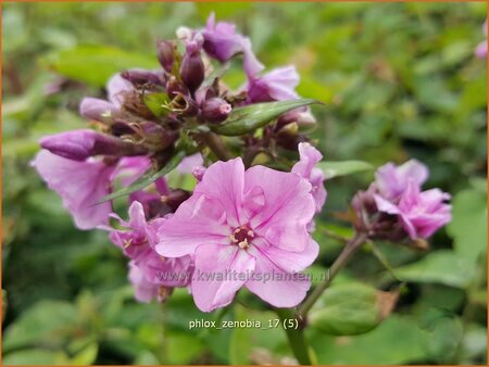 Phlox 'Zenobia'