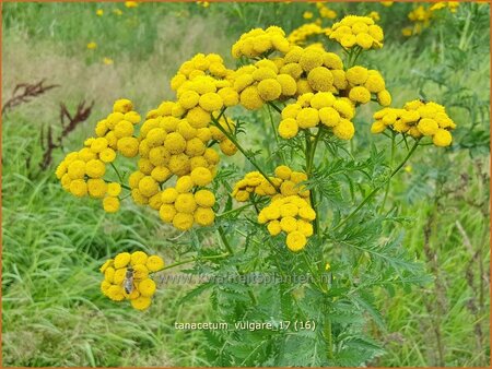 Tanacetum vulgare