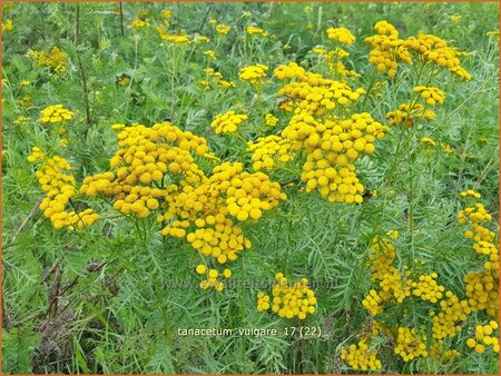 Tanacetum vulgare