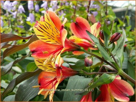 Alstroemeria &#39;Indian Summer&#39;