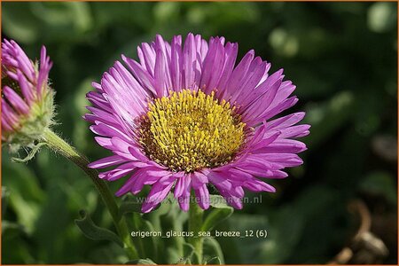 Erigeron glaucus &#39;Sea Breeze&#39;