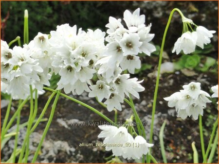 Allium zebdanense