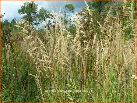 Calamagrostis canadensis