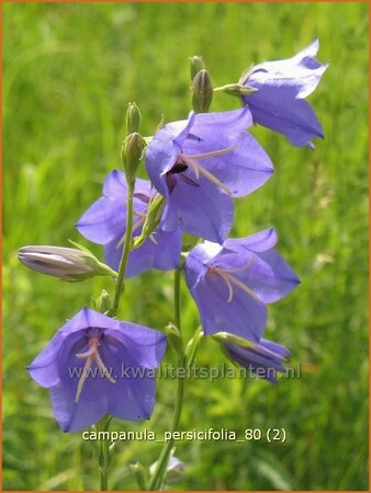 Campanula persicifolia