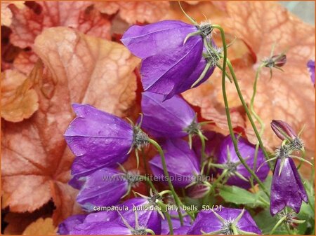 Campanula pulloides &#39;Jelly Bells&#39;