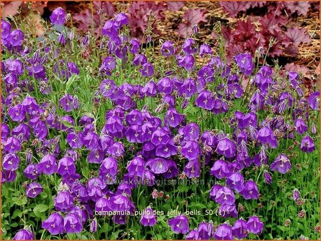 Campanula pulloides &#39;Jelly Bells&#39;