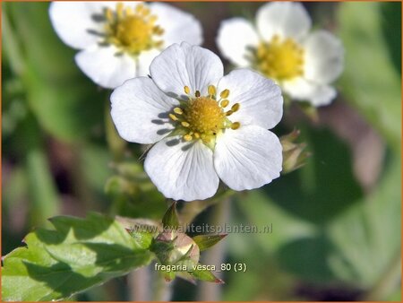 Fragaria vesca