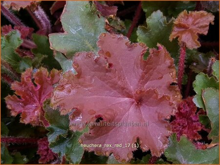 Heuchera &#39;Rex Red&#39;