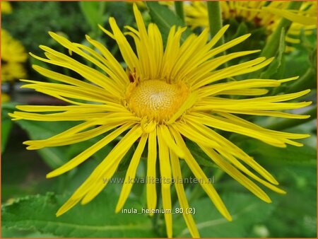 Inula helenium