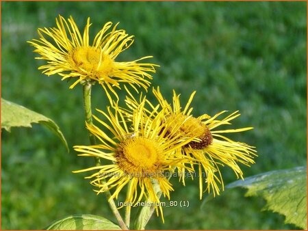 Inula helenium