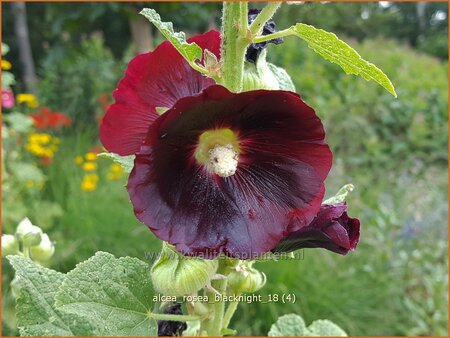 Alcea rosea &#39;Blacknight&#39;