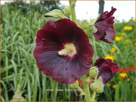 Alcea rosea 'Blacknight'