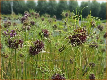 Allium &#39;Hair&#39;