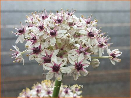 Allium &#39;Silverspring&#39;