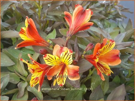 Alstroemeria &#39;Indian Summer&#39;