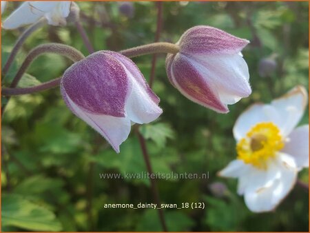 Anemone &#39;Dainty Swan&#39;