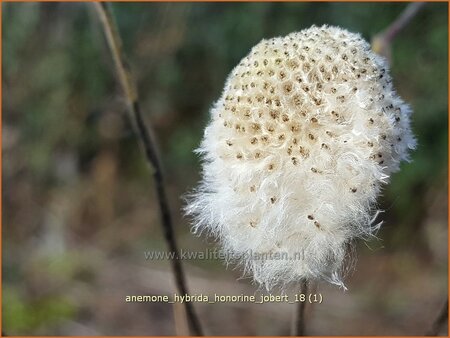 Anemone hybrida &#39;Honorine Jobert&#39;