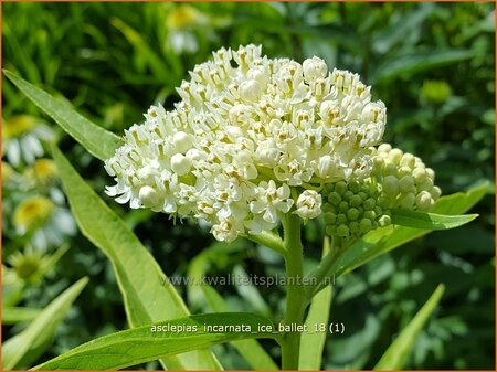 Asclepias incarnata &#39;Ice Ballet&#39;