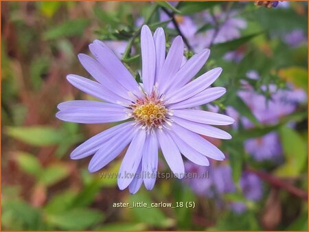 Aster &#39;Little Carlow&#39;