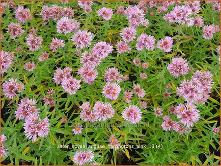 Aster novae-angliae &#39;Harrington&#39;s Pink&#39;