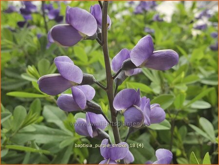 Baptisia &#39;Purple Smoke&#39;