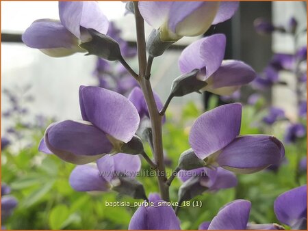 Baptisia &#39;Purple Smoke&#39;