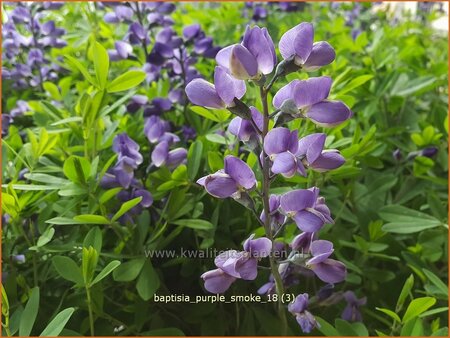 Baptisia 'Purple Smoke'