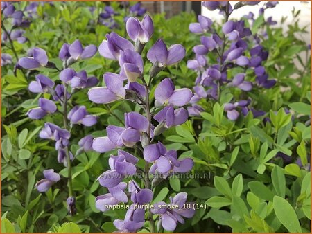 Baptisia 'Purple Smoke'