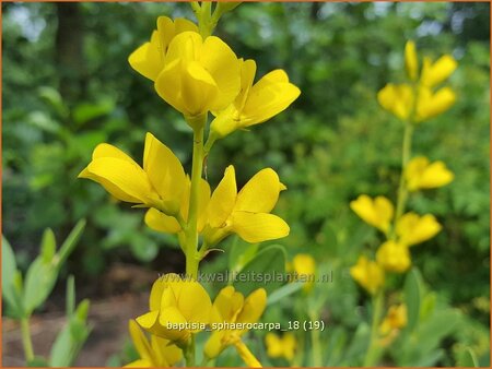 Baptisia sphaerocarpa