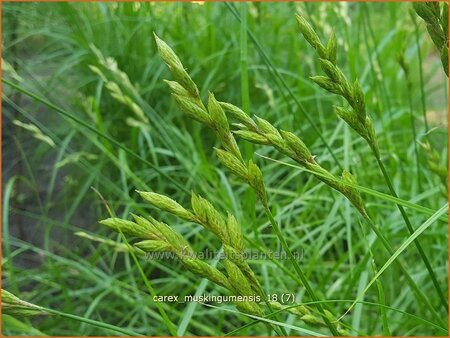 Carex muskingumensis