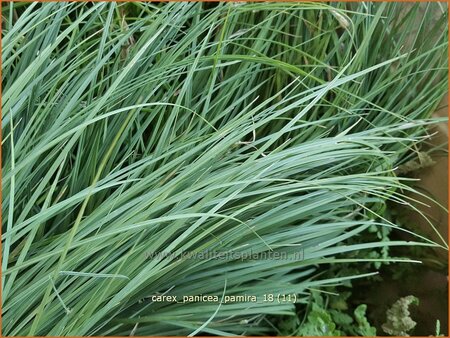 Carex panicea &#39;Pamira&#39;
