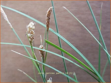 Carex panicea &#39;Pamira&#39;