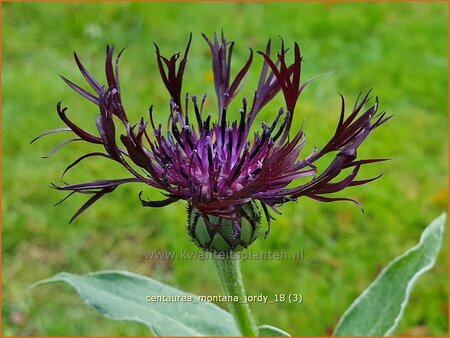 Centaurea montana &#39;Jordy&#39;