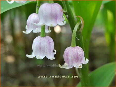 Convallaria majalis &#39;Rosea&#39;