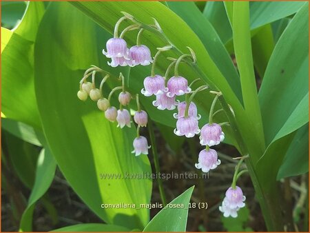 Convallaria majalis &#39;Rosea&#39;