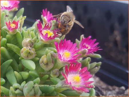 Delosperma &#39;Jewel of Desert Amethyst&#39;