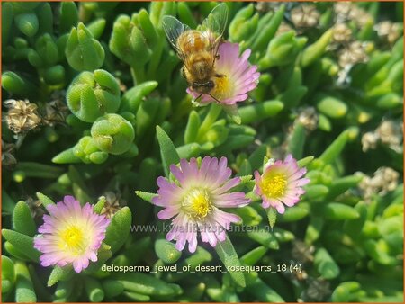 Delosperma &#39;Jewel of Desert Rosequarts&#39;